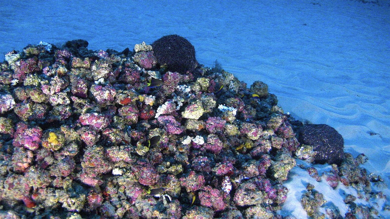 brazilian coral reef, coral reefs, endangered, oil drilling, greenpeace