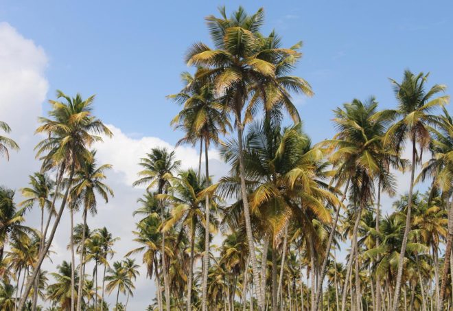 Bangladesh, tree, trees, palm tree, palm trees, lightning, lightning strike, nature, environment, government, tree planting, deforestation