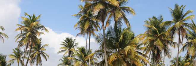 Bangladesh, tree, trees, palm tree, palm trees, lightning, lightning strike, nature, environment, government, tree planting, deforestation