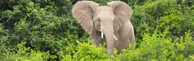 China ivory trade, ivory trade, China ivory, ivory trade ban, China ivory ban, China ivory trade ban, poaching, elephants, elephant poaching, animals, China