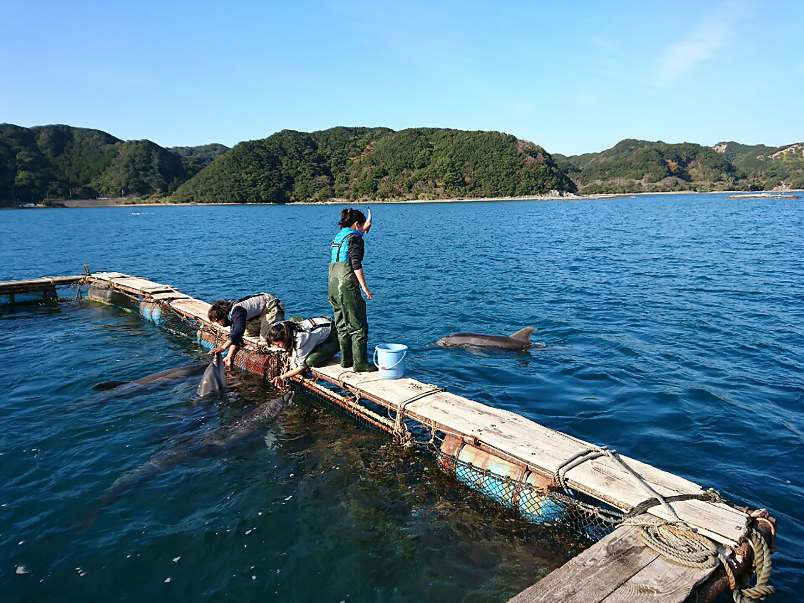 Dolphin, dolphin, DolphinBase, animal, animals, Taiji, Japan, Taiji hunt, Taiji dolphin hunt, dolphin hunt, tourism, recreational facility