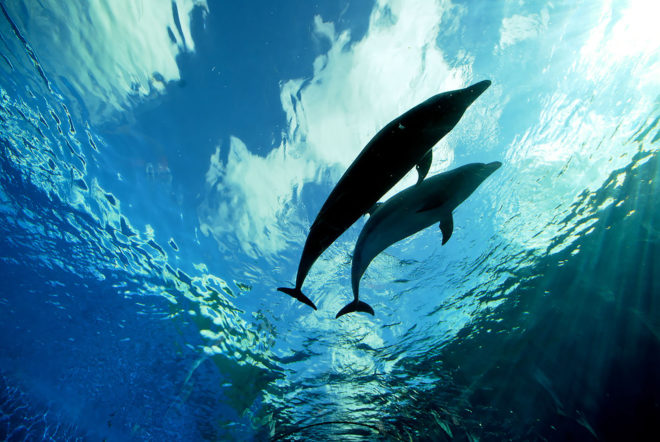 Dolphin, dolphin, DolphinBase, animal, animals, Taiji, Japan, Taiji hunt, Taiji dolphin hunt, dolphin hunt, tourism, recreational facility