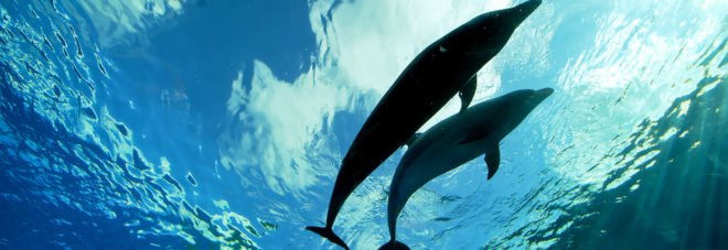 Dolphin, dolphin, DolphinBase, animal, animals, Taiji, Japan, Taiji hunt, Taiji dolphin hunt, dolphin hunt, tourism, recreational facility