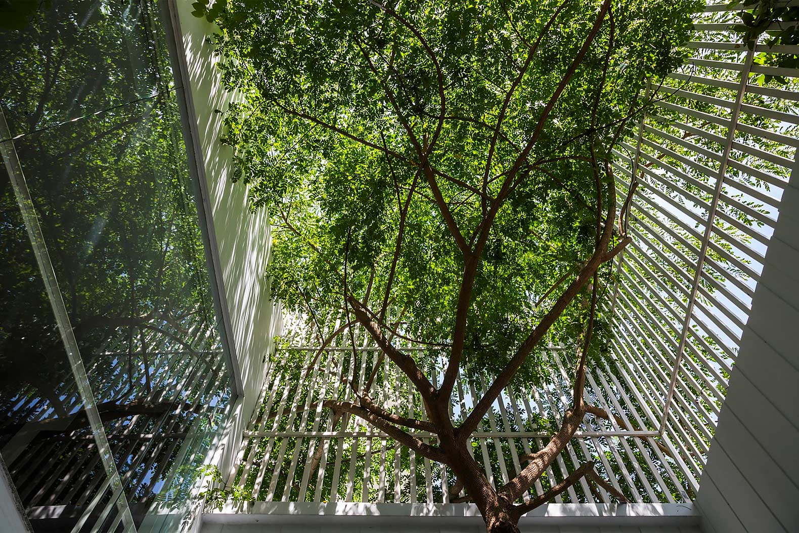 Symbiosis, Symbiosis by Cong Sinh Architects, Cong Sinh Architects, Vietnam, Hue, office, offices, office building, office buildings, office design, vines, windows, window, tree, trees, treehouse, treehouses, living tree, living trees, nature, environment, architecture, design