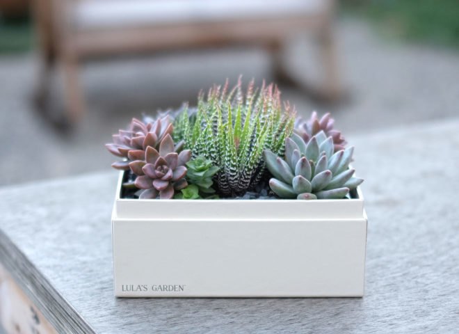 Valentine's Day gift ideas, green gift ideas, gifts, sustainable presents