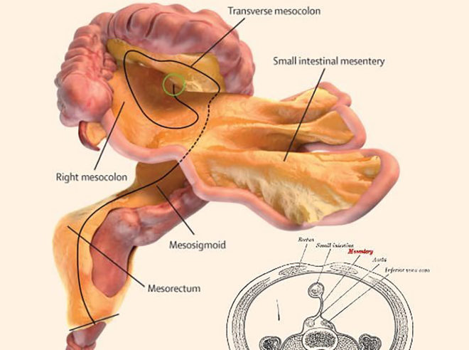 Mesentery, human, human body, human anatomy, body, organ, organs, new organ, anatomy, science, medicine, University of Limerick, J. Calvin Coffey, doctor, doctors, surgeon, surgeons