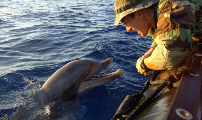 US Navy, Seal Team 6, dolphins, vaquitas, porpoises, marine mammals, conversation, endangered animals, sanctuary breeding, ex situ conservation, NOAA, WWF, wildlife sanctuary, overfishing, trained dolphins