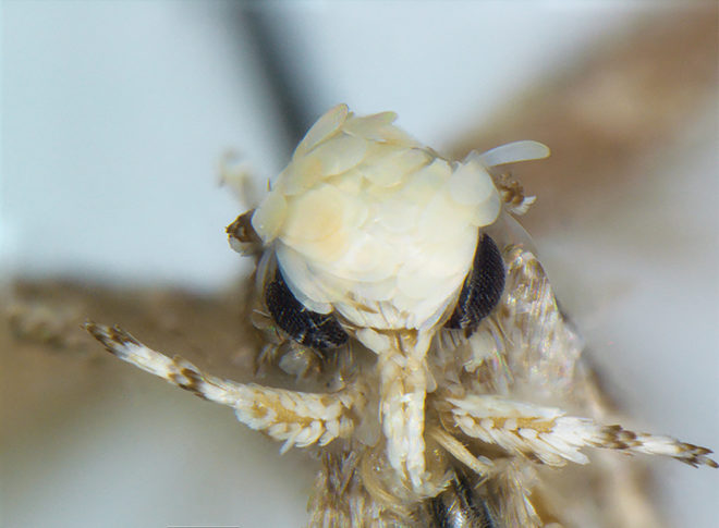 Neopalpa donaldtrumpi, Donald Trump, Trump, Donald Trump moth, Trump moth, moth, moths, insect, insects, conservation, Vazrick Nazari, moth species, new moth species