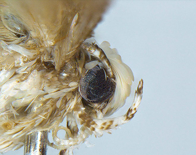 Neopalpa donaldtrumpi, Donald Trump, Trump, Donald Trump moth, Trump moth, moth, moths, insect, insects, conservation, Vazrick Nazari, moth species, new moth species