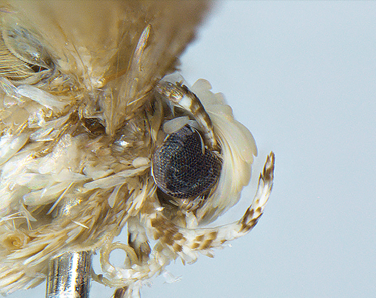 Neopalpa donaldtrumpi, Donald Trump, Trump, Donald Trump moth, Trump moth, moth, moths, insect, insects, conservation, Vazrick Nazari, moth species, new moth species