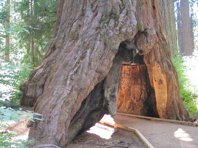 Pioneer Cabin Tree, tree, trees, tunnel tree, tunnel trees, Calaveras Big Trees State Park, Calaveras Big Trees Association, Calaveras, big trees, fallen tree, state park, park, California, nature, environment, storm, winter, winter storm, landmark