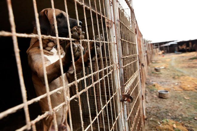 Humane Society International, dog, dogs, dog meat, dog meat farm, meat farm, dog meat factory, meat factory, meat, human consumption, animal, animals, animal cruelty, animal rescue, South Korea, animal adoption