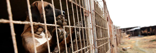 Humane Society International, dog, dogs, dog meat, dog meat farm, meat farm, dog meat factory, meat factory, meat, human consumption, animal, animals, animal cruelty, animal rescue, South Korea, animal adoption