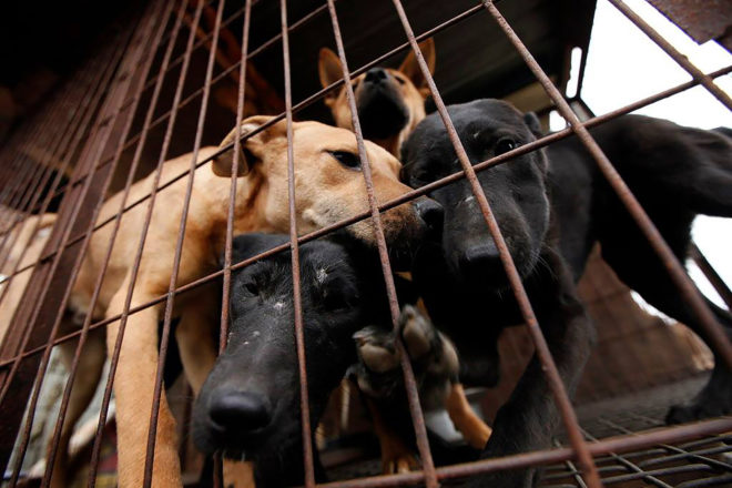 Humane Society International, dog, dogs, dog meat, dog meat farm, meat farm, dog meat factory, meat factory, meat, human consumption, animal, animals, animal cruelty, animal rescue, South Korea, animal adoption