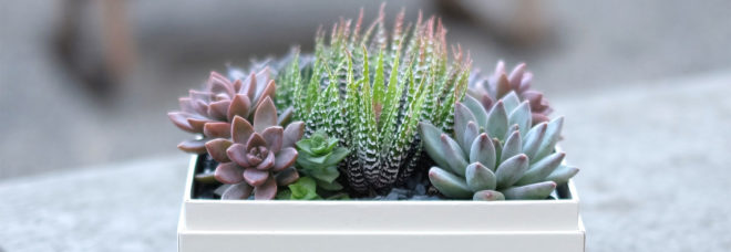 Valentine's Day gift ideas, green gift ideas, gifts, sustainable presents