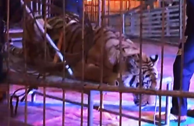 Tiger, tigers, Siberian tiger, Siberian tigers, Amur tiger, Amur tigers, animal, animals, animal abuse, animal cruelty, circus, circus tiger, circus animal, China, Chinese circus, iQiyi, video