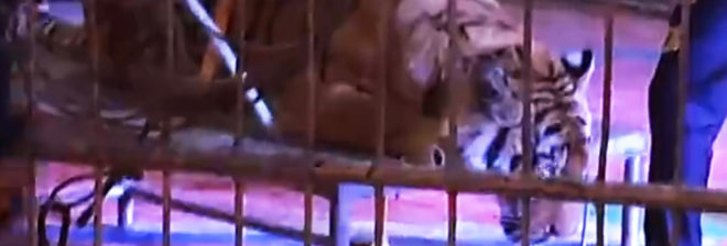 Tiger, tigers, Siberian tiger, Siberian tigers, Amur tiger, Amur tigers, animal, animals, animal abuse, animal cruelty, circus, circus tiger, circus animal, China, Chinese circus, iQiyi, video