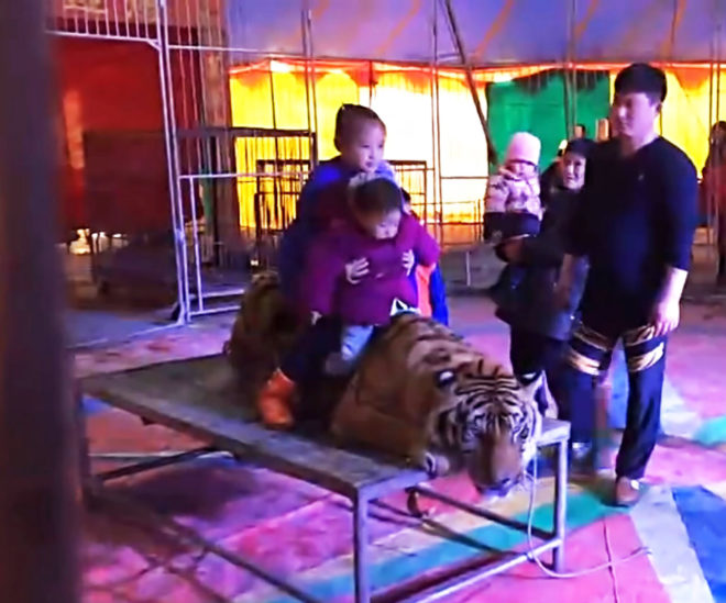 Tiger, tigers, Siberian tiger, Siberian tigers, Amur tiger, Amur tigers, animal, animals, animal abuse, animal cruelty, circus, circus tiger, circus animal, China, Chinese circus, iQiyi, video