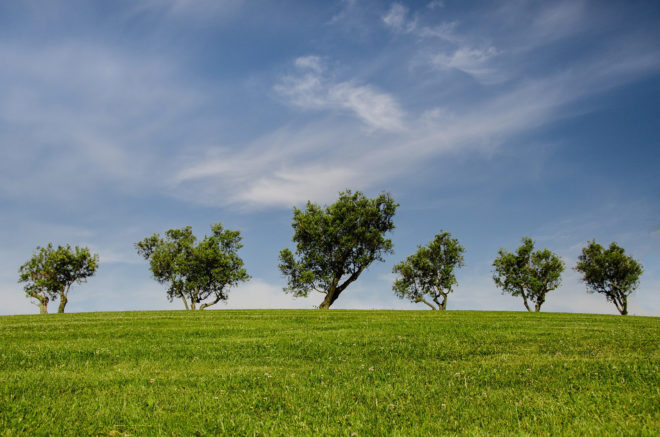 Peter Wohlleben, tree, trees, forest, forests, forestry, forester, forest management, friendship, friendships, character, sentience, emotions, feelings, nature, environment, climate change, global warming