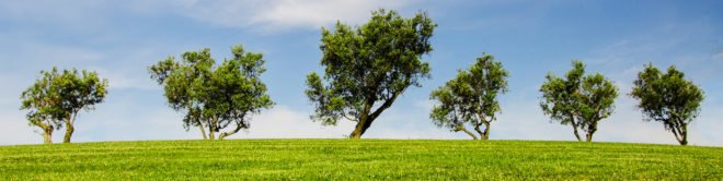 Peter Wohlleben, The Hidden Life of Trees, Peter Wohlleben interview, Peter Wohlleben trees, tree friendships, trees are social beings, trees sentient beings, trees friendship, trees have friends