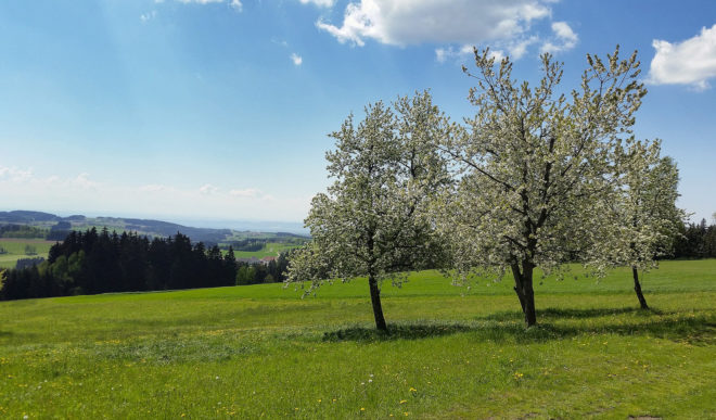 Peter Wohlleben, tree, trees, forest, forests, forestry, forester, forest management, friendship, friendships, character, sentience, emotions, feelings, nature, environment, climate change, global warming