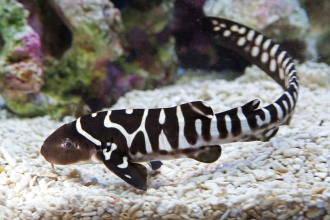 Zebra shark, zebra sharks, shark, sharks, Stegostoma fasciatum, aquarium, aquariums, fish, science, reproduction, asexual, asexual reproduction, Australia