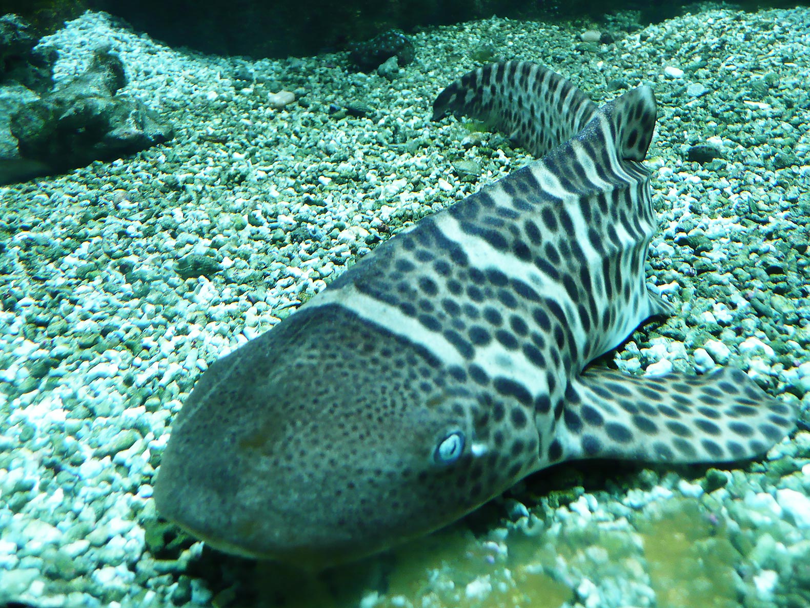 Zebra shark, zebra sharks, shark, sharks, Stegostoma fasciatum, aquarium, aquariums, fish, science, reproduction, asexual, asexual reproduction, Australia