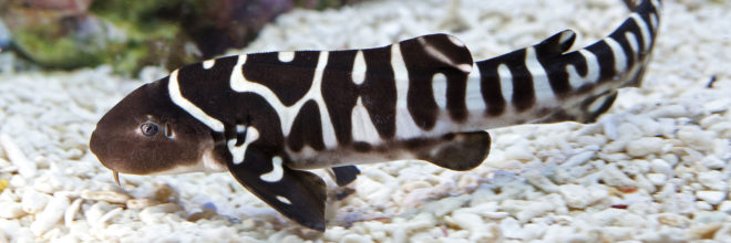 Zebra shark, zebra sharks, shark, sharks, Stegostoma fasciatum, aquarium, aquariums, fish, science, reproduction, asexual, asexual reproduction, Australia