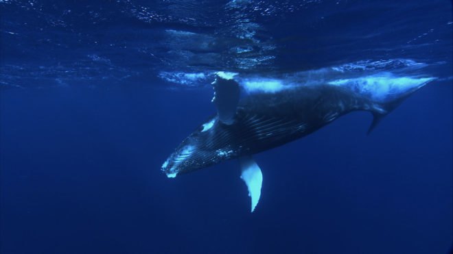 seismic airgun surveys, seismic airguns, barack obama, obama administration, environmental policy, atlantic ocean, marine life, endangered species, oil and gas exploration, oil and gas, fossil fuels