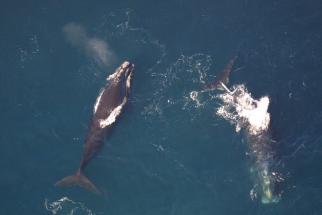 seismic airgun surveys, seismic airguns, barack obama, obama administration, environmental policy, atlantic ocean, marine life, endangered species, oil and gas exploration, oil and gas, fossil fuels