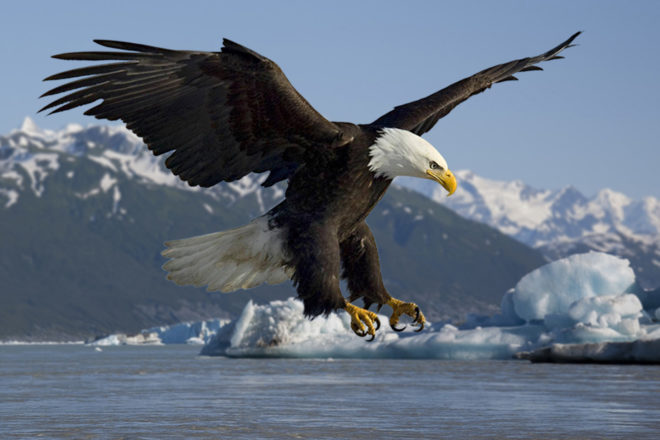 endangered species, endangered species act, privatization, privatizing endangered species, privatizing wildlife, Donald Trump, Trump administration, Trump transition team, Myron Ebell