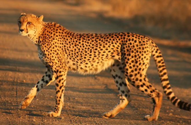 uae, uae bans ownership of wild animals, united arab emirates animal rights, animal rights, exotic pets,