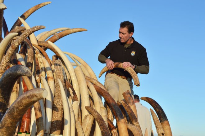 China ivory trade, ivory trade, China ivory, ivory trade ban, China ivory ban, China ivory trade ban, poaching, elephants, elephant poaching, animals, China