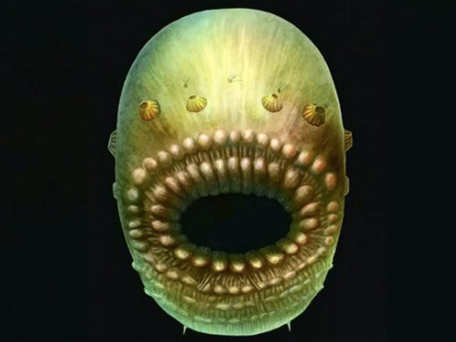 deuterostome, science, evolution, saccorhytus, University of Cambridge, biology