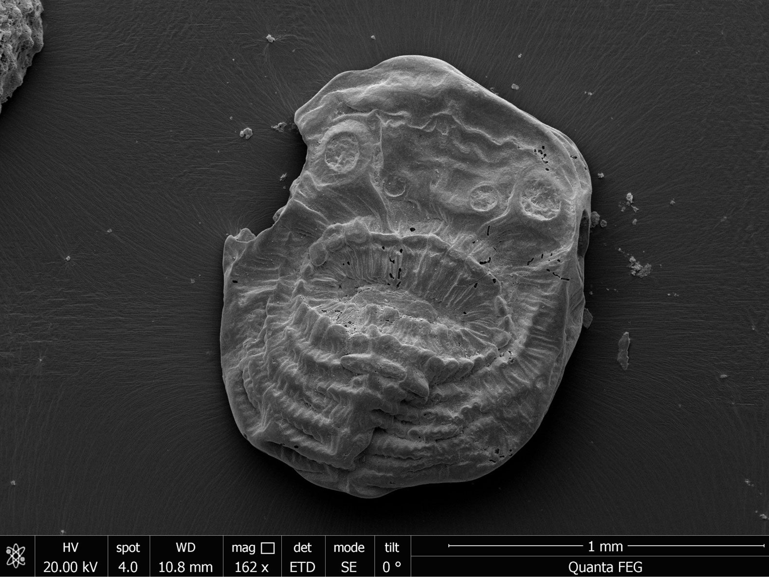 deuterostome, science, evolution, saccorhytus, University of Cambridge