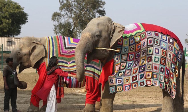 animal sanctuary, animals, animal sweater, elephant sweater
