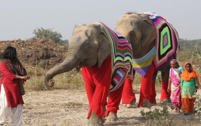 elephant sweater, wildlife SOS, animal sanctuary, elephant sanctuary