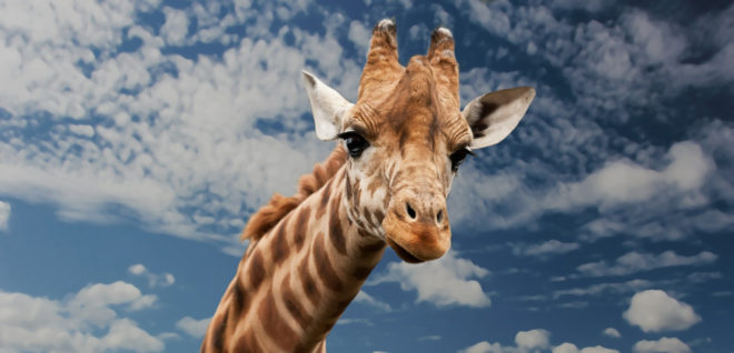 giraffes, giraffe milk, superfoods, nutrition, animals, wildlife