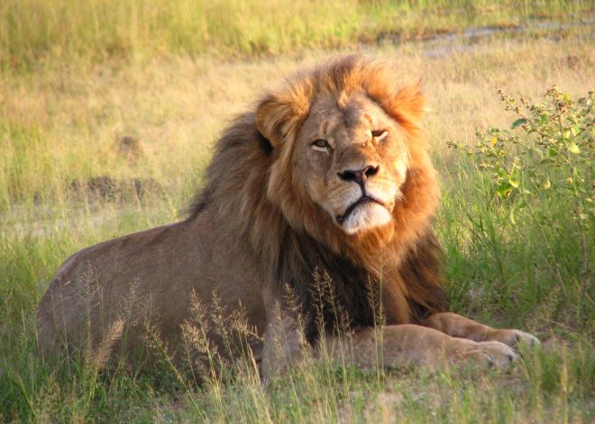 uae, uae bans ownership of wild animals, united arab emirates animal rights, animal rights, exotic pets,