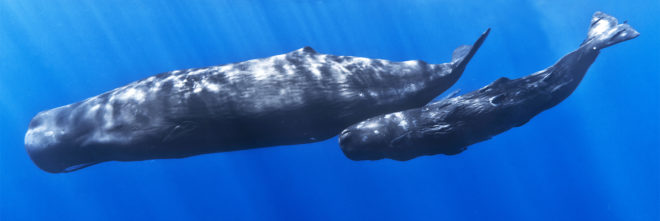 seismic airgun surveys, seismic airguns, barack obama, obama administration, environmental policy, atlantic ocean, marine life, endangered species, oil and gas exploration, oil and gas, fossil fuels