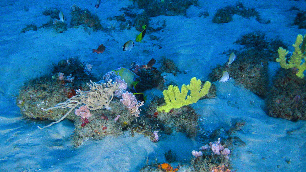 brazilian coral reef, coral reefs, endangered, oil drilling, greenpeace
