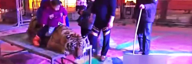 iQiyi, Chinese circus tiger, Siberian tiger, circus trainers tie down tiger, circus trainers strap down tiger, circus trainers tie up tiger for photos, animal cruelty tiger, endangered tiger tied down for photos, endangered tiger strapped down for photos, circus tiger China