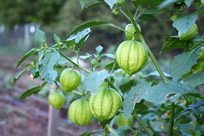 tomatillo, vegetable, tomatillo plant