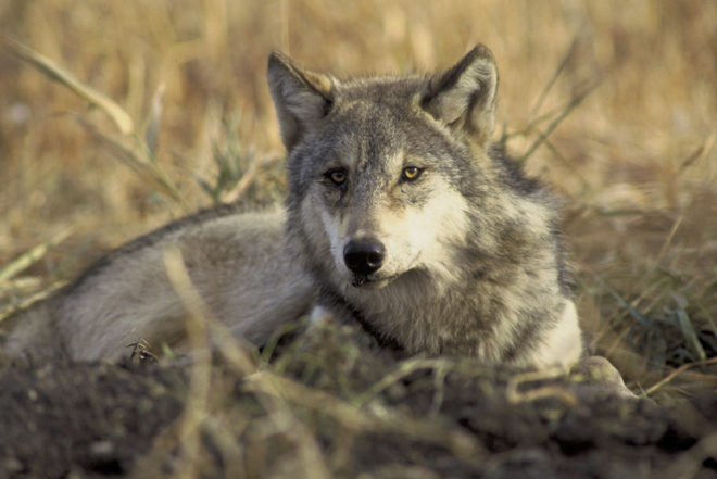 endangered species, endangered species act, privatization, privatizing endangered species, privatizing wildlife, Donald Trump, Trump administration, Trump transition team, Myron Ebell