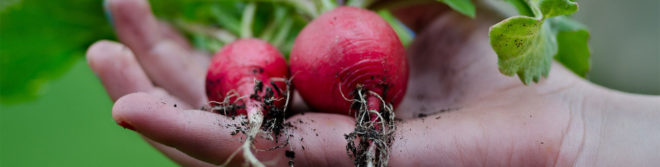 vegetables, weird vegetables, CSA box veggies, CSA box vegetables, root vegetables, veggies, veggie recipes, CSA box recipes