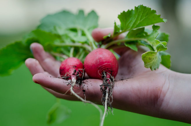 vegetables, weird vegetables, CSA box veggies, CSA box vegetables, root vegetables, veggies, veggie recipes, CSA box recipes