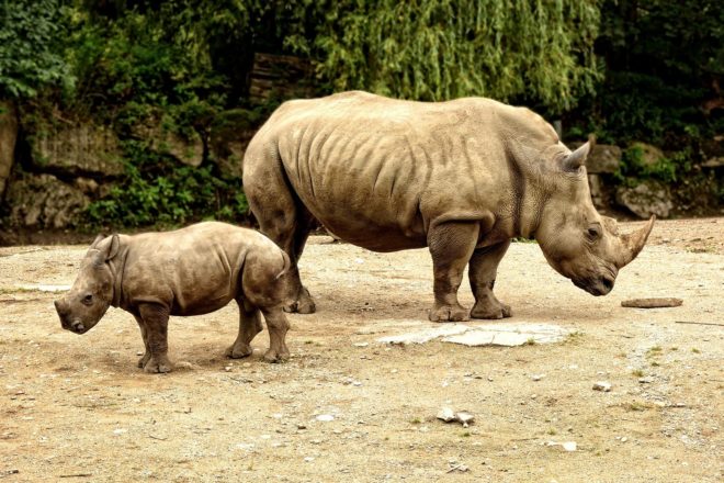 Earth, species, animal, animals, plant, plants, extinction, endangered, endangered species, Biological Extinction, Vatican, Pontifical Academy of the Sciences, Pontifical Academy of the Social Sciences, environment, nature, ecology, biosphere, conservation, conference, workshop