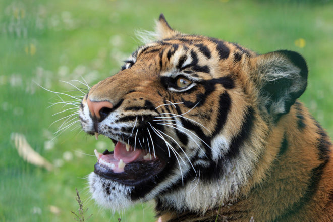 Earth, species, animal, animals, plant, plants, extinction, endangered, endangered species, Biological Extinction, Vatican, Pontifical Academy of the Sciences, Pontifical Academy of the Social Sciences, environment, nature, ecology, biosphere, conservation, conference, workshop