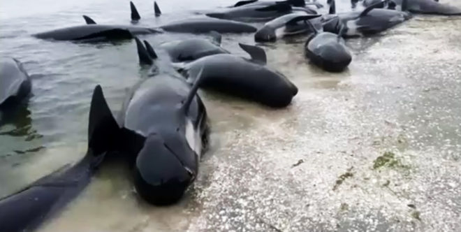Whale, whales, pilot whale, pilot whales, whale beached, beached whale, beached whales, stranded whale, stranded whales, whale stranding, mass whale stranding, mass stranding, New Zealand, Farewell Spit, Golden Bay, Department of Conservation, animals, nature