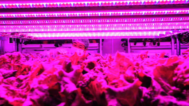 Panasonic, Singapore, indoor farm, indoor farms, indoor farming, farm, farms, farming, food, food supply, vertical farming, vertical farm, vertical farms, LEDs, LED light, LED lights, produce, greens, vegetable, vegetables